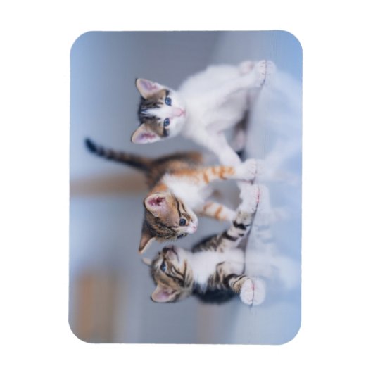 Kutest Baby Animals | 3 Tabby Kittens Magneet (Verticaal)