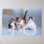 Kutest Baby Animals | 3 Tabby Kittens Poster (Voorkant)