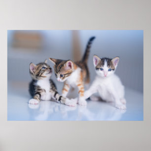 Kutest Baby Animals   3 Tabby Kittens Poster
