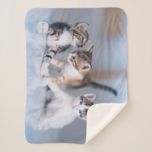 Kutest Baby Animals | 3 Tabby Kittens Sherpa Deken (Voorkant)