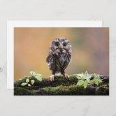 Kutest Baby Animals | A Baby Owl Bedankkaart (Voorkant / Achterkant)