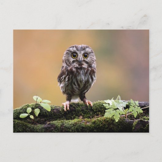 Kutest Baby Animals | A Baby Owl Briefkaart (Voorkant)