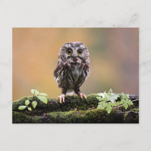 Kutest Baby Animals   A Baby Owl Briefkaart