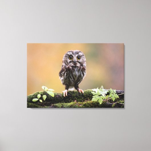 Kutest Baby Animals | A Baby Owl Canvas Afdruk (Voorkant)
