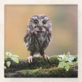 Kutest Baby Animals | A Baby Owl Glazen Onderzetter (Voorkant)