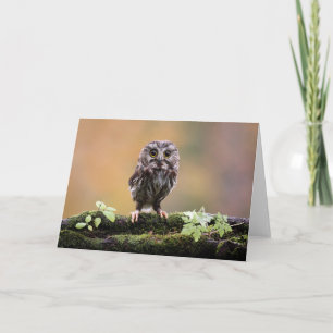 Kutest Baby Animals   A Baby Owl Kaart