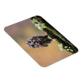 Kutest Baby Animals | A Baby Owl Magneet (Rechterzijde)