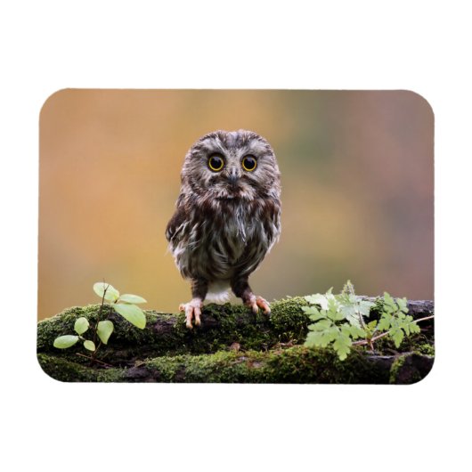 Kutest Baby Animals | A Baby Owl Magneet (Horizontaal)