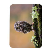 Kutest Baby Animals | A Baby Owl Magneet (Verticaal)