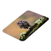 Kutest Baby Animals | A Baby Owl Magneet (Linkerzijde)