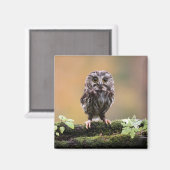 Kutest Baby Animals | A Baby Owl Magneet (Voorkant / Achterkant)
