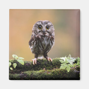 Kutest Baby Animals A Baby Owl Magneet
