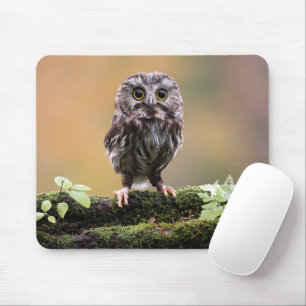 Kutest Baby Animals   A Baby Owl Muismat