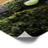 Kutest Baby Animals | A Baby Owl Poster (Hoek)