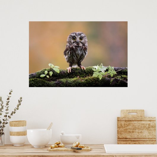 Kutest Baby Animals | A Baby Owl Poster (Keuken)