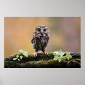 Kutest Baby Animals | A Baby Owl Poster (Voorkant)