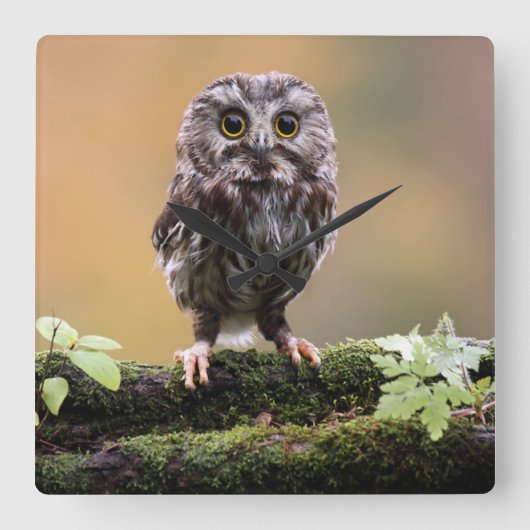 Kutest Baby Animals | A Baby Owl Vierkante Klok (Voorkant)