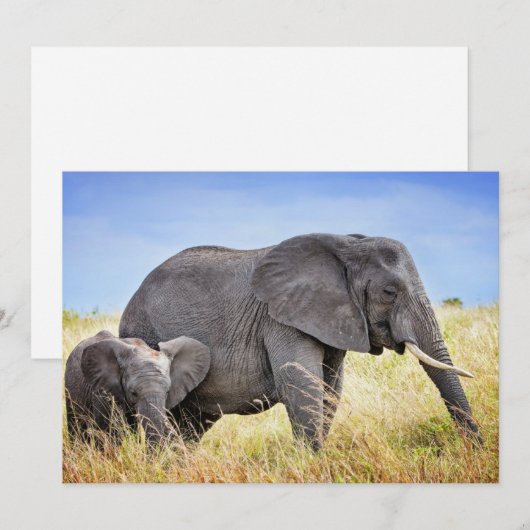Kutest Baby Animals | Afrikaanse olifant en moeder Bedankkaart (Voorkant / Achterkant)
