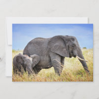 Kutest Baby Animals | Afrikaanse olifant en moeder