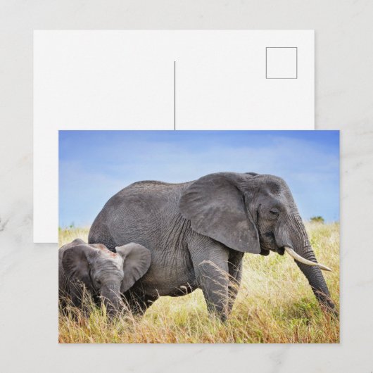 Kutest Baby Animals | Afrikaanse olifant en moeder Briefkaart (Voorkant / Achterkant)