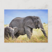 Kutest Baby Animals | Afrikaanse olifant en moeder Briefkaart (Voorkant)