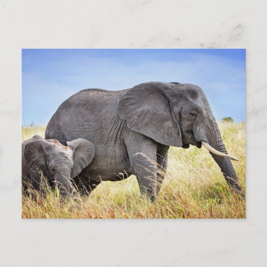 Kutest Baby Animals | Afrikaanse olifant en moeder Briefkaart (Voorkant)