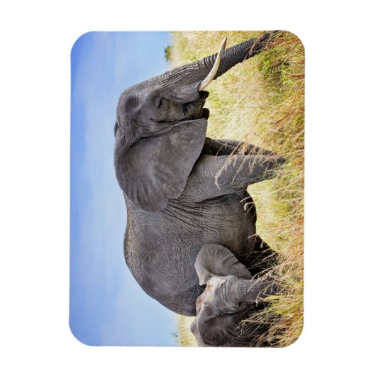 Kutest Baby Animals | Afrikaanse olifant en moeder Magneet (Verticaal)