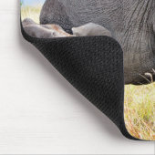 Kutest Baby Animals | Afrikaanse olifant en moeder Muismat (Hoek)