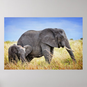 Kutest Baby Animals Afrikaanse olifant en moeder Poster