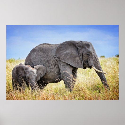 Kutest Baby Animals | Afrikaanse olifant en moeder Poster (Voorkant)