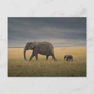 Kutest Baby Animals   Afrikaanse olifantenfamilie Briefkaart