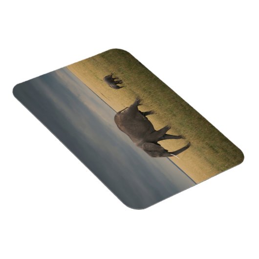 Kutest Baby Animals | Afrikaanse olifantenfamilie Magneet (Rechterzijde)