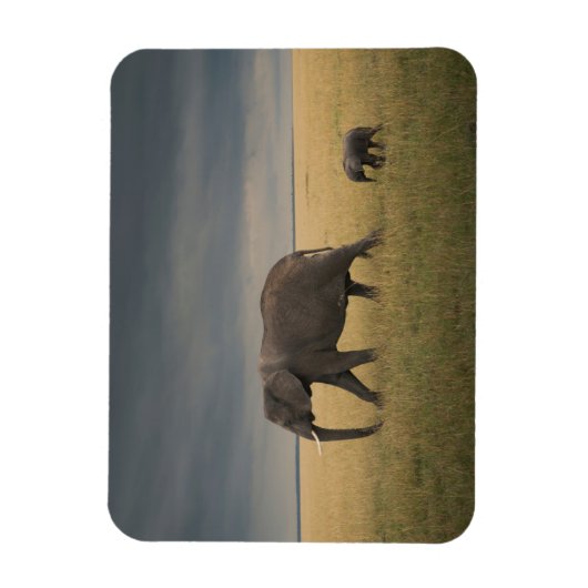 Kutest Baby Animals | Afrikaanse olifantenfamilie Magneet (Verticaal)