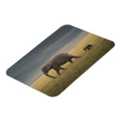 Kutest Baby Animals | Afrikaanse olifantenfamilie Magneet (Linkerzijde)