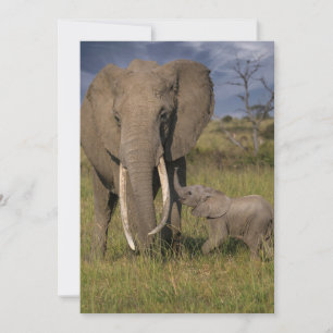 Kutest Baby Animals   Amama-olifant met Baby Bedankkaart