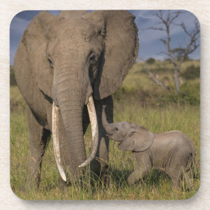 Kutest Baby Animals   Amama-olifant met Baby Bier Onderzetter