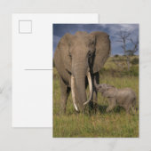 Kutest Baby Animals | Amama-olifant met Baby Briefkaart (Voorkant / Achterkant)