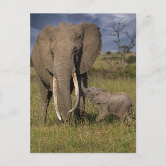 Kutest Baby Animals | Amama-olifant met Baby Briefkaart (Voorkant)