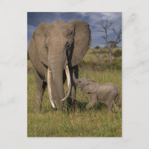 Kutest Baby Animals   Amama-olifant met Baby Briefkaart