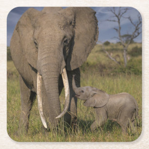 Kutest Baby Animals Amama-olifant met Baby Kartonnen Onderzetters