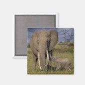 Kutest Baby Animals | Amama-olifant met Baby Magneet (Voorkant / Achterkant)
