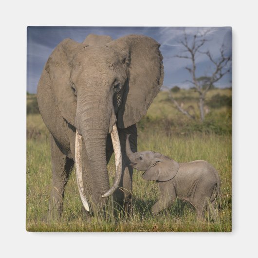 Kutest Baby Animals | Amama-olifant met Baby Magneet (Voorkant)