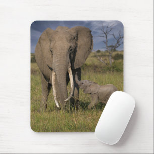 Kutest Baby Animals   Amama-olifant met Baby Muismat