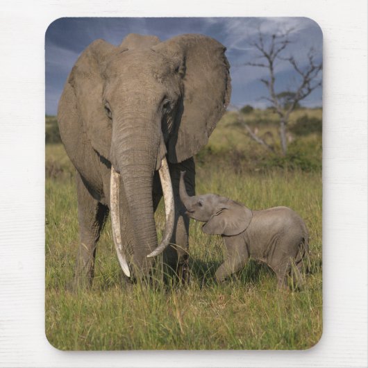 Kutest Baby Animals | Amama-olifant met Baby Muismat (Voorkant)