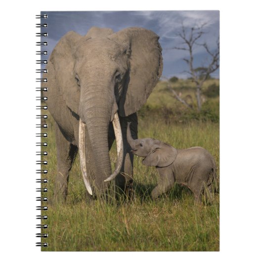 Kutest Baby Animals | Amama-olifant met Baby Notitieboek (Voorkant)