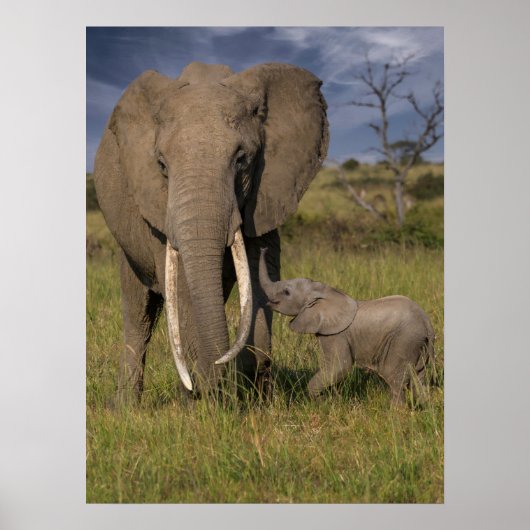 Kutest Baby Animals | Amama-olifant met Baby Poster (Voorkant)