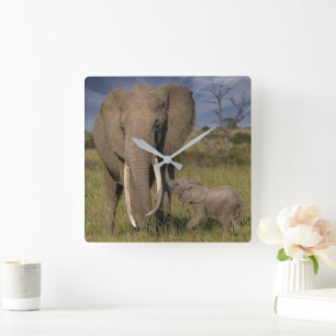 Kutest Baby Animals   Amama-olifant met Baby Vierkante Klok