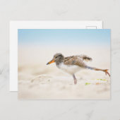 Kutest Baby Animals | Amerikaanse Oystercatcher Ch Briefkaart (Voorkant / Achterkant)