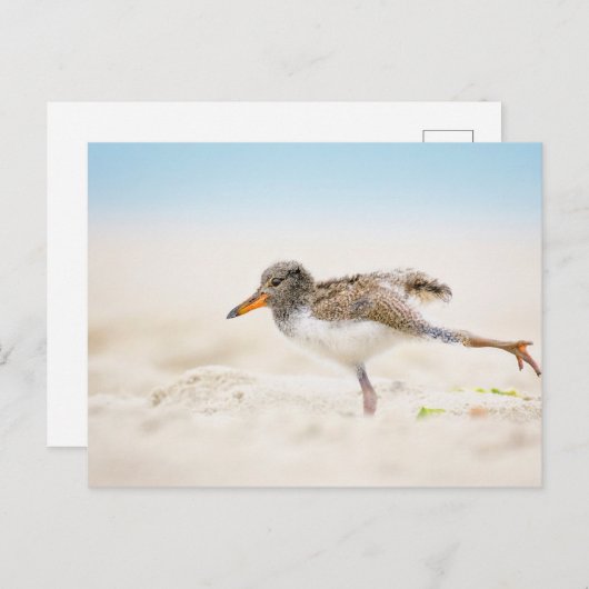 Kutest Baby Animals | Amerikaanse Oystercatcher Ch Briefkaart (Voorkant / Achterkant)