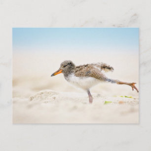 Kutest Baby Animals Amerikaanse Oystercatcher Ch Briefkaart
